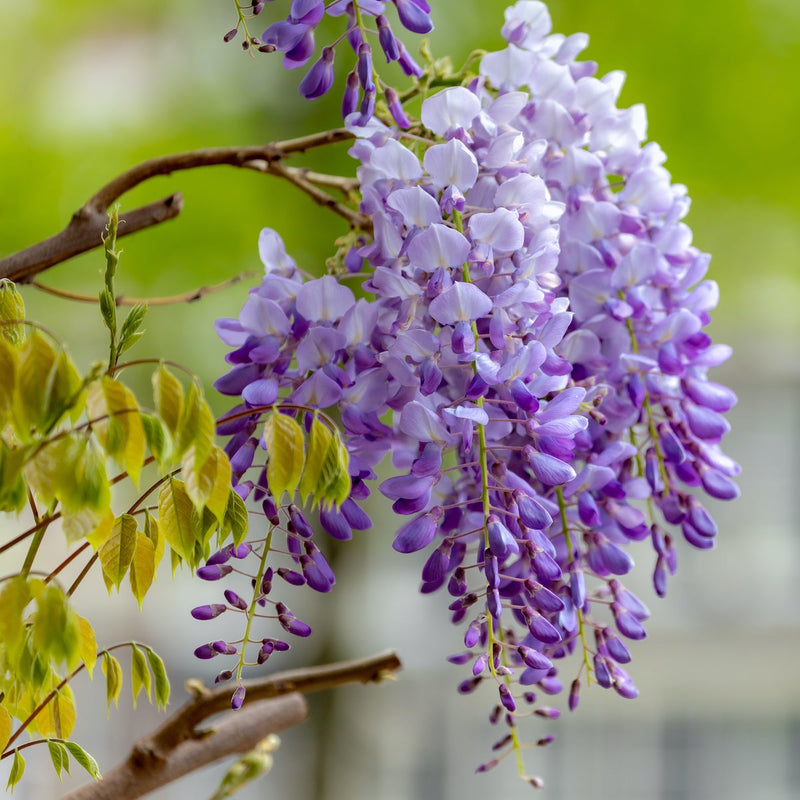 Wisteria blume samen for anpflanzung easy to grow heirloom & gmo free samen for home garten 
 
 sale samen for home garten anpflanzung