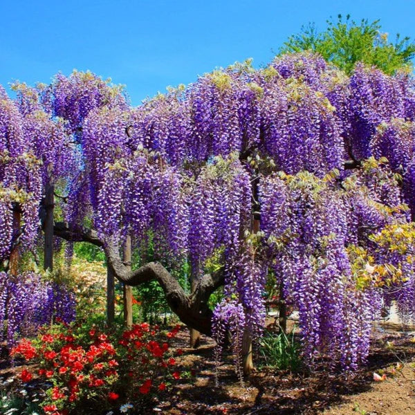 Wisteria tree blume samen – violet cascading blooms