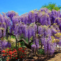 Wisteria tree blume samen – violet cascading blooms