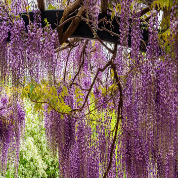 Wisteria tree samen mixed for anpflanzung  samen gorgeous blooms and lush growth in your garten blume