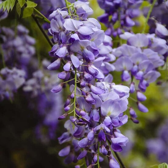 Wisteria tree samen for anpflanzung