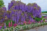 Non-gmo wisteria vine samen – organic violet wisteria for anpflanzung