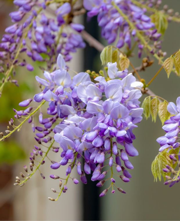 Violett Blauregen Blumensamen zur Aussaat robust Sorte Traditionssorte & ohne Gentechnik Samen Hausgarten