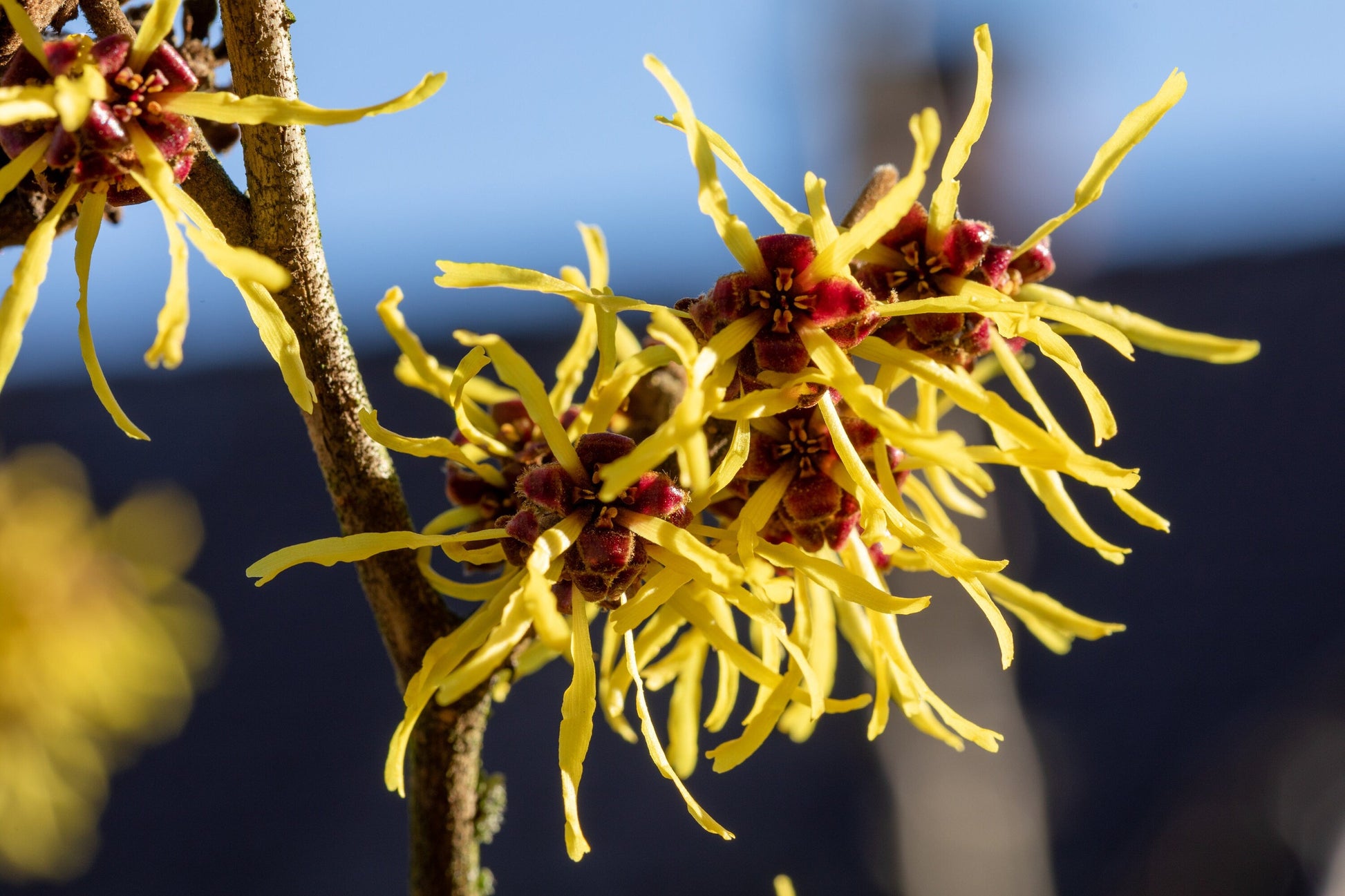 Close-Up of Witch Hazel Branch with Yellow Blumen