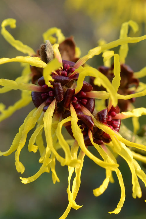 American Witch Hazel Shrub Anbau in Woodland Garten