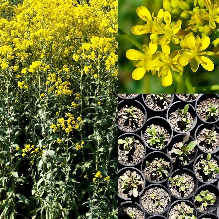 Woad Samen Isatis tinctoria ornamental Kraut