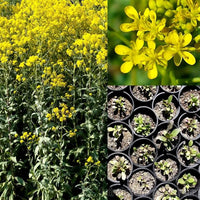 Woad Samen Isatis tinctoria ornamental Kraut