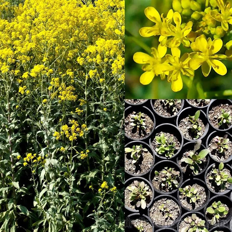 Woad Samen Isatis tinctoria ornamental Kraut