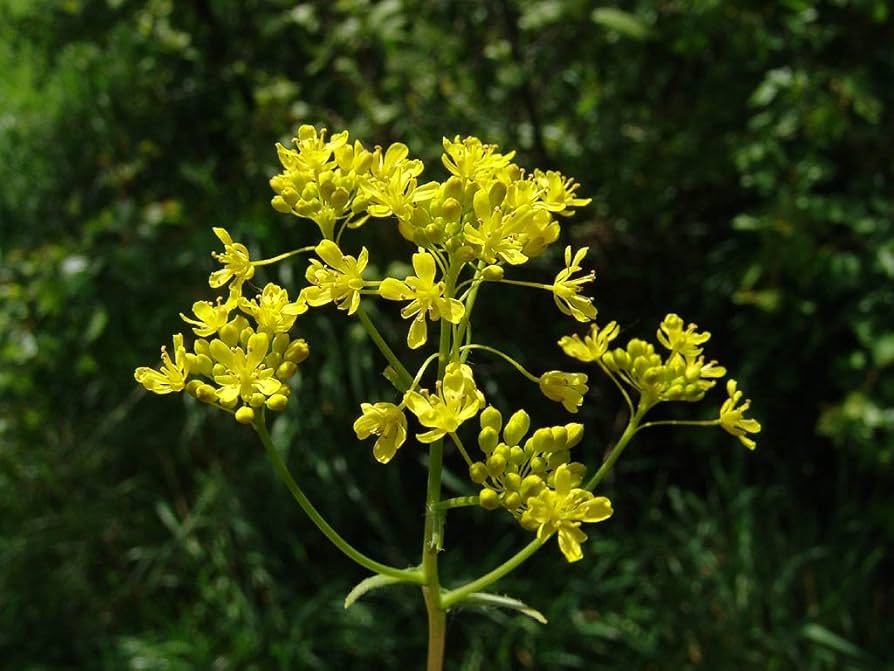 Woad yellow Blume clusters attracting pollinators