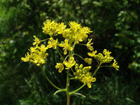 Woad yellow Blume clusters attracting pollinators