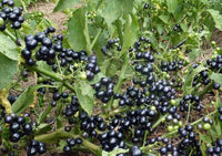 Fully ripe Wonderberries ready für harvest