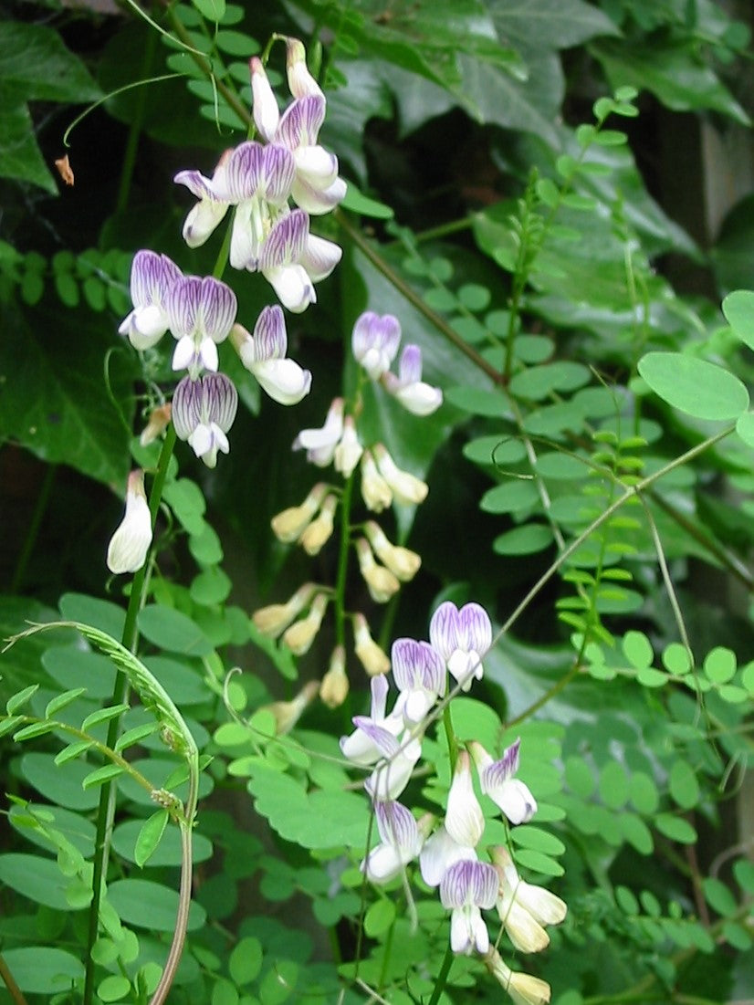 Weiß Wicke Blumensamen – Traditionssorte & ohne Gentechnik DroughtTolerant Blüten Haus Gärten