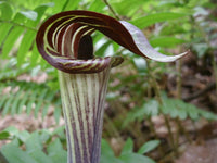 Arisaema triphyllum in woodland setting