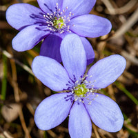 Woodland hepatica blume samen for early spring blooms