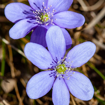 Woodland hepatica blume samen for early spring blooms