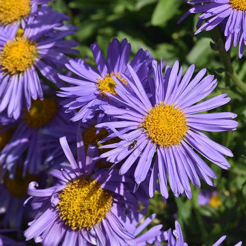 Violet aster blume samen for anpflanzung - vibrant garten addition