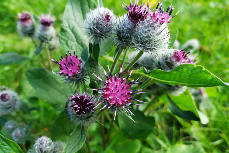 Arctium lappa blume samen for anpflanzung hardy variety heirloom & gmo free samen for home garten
sale for anpflanzung in home garten