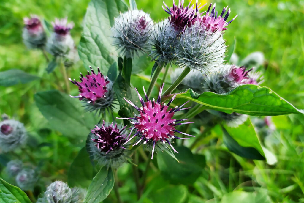 Arctium lappa blume samen for anpflanzung hardy variety heirloom & gmo free samen for home garten 
 
 sale for anpflanzung in home garten
