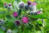 Arctium lappa blume samen for anpflanzung hardy variety heirloom & gmo free samen for home garten 
 
 sale for anpflanzung in home garten