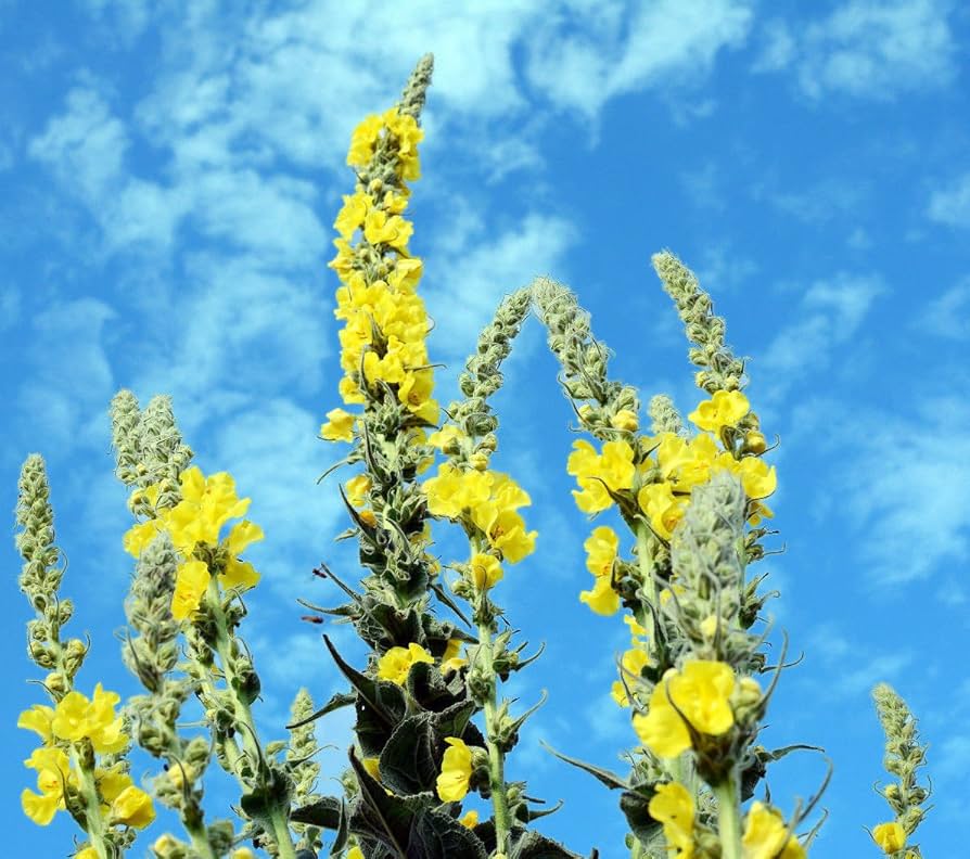 Gelb woolly mullein wachsend in garten borders