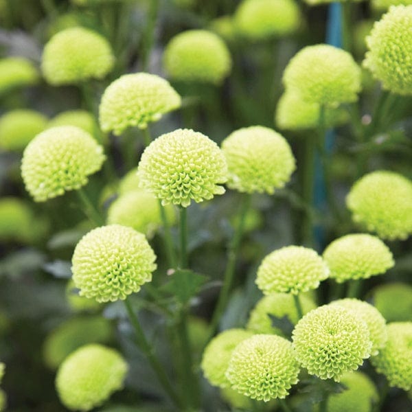 Grün Chrysantheme Blumensamen zur Aussaat robust Sorte Traditionssorte & ohne Gentechnik Samen Hausgarten