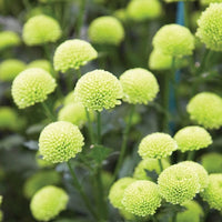 Grün Chrysantheme Blumensamen zur Aussaat robust Sorte Traditionssorte & ohne Gentechnik Samen Hausgarten