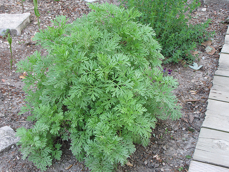 Absinthe Wormwood Pflanze Anbau in Kraut Garten Border