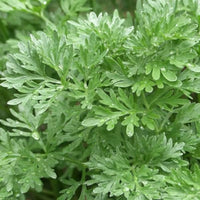 Perennial Wormwood Kraut grown from gentechnikfrei Samen