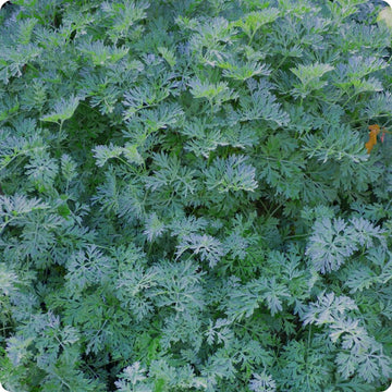 Wormwood Samen Artemisia absinthium silvery foliage Kraut