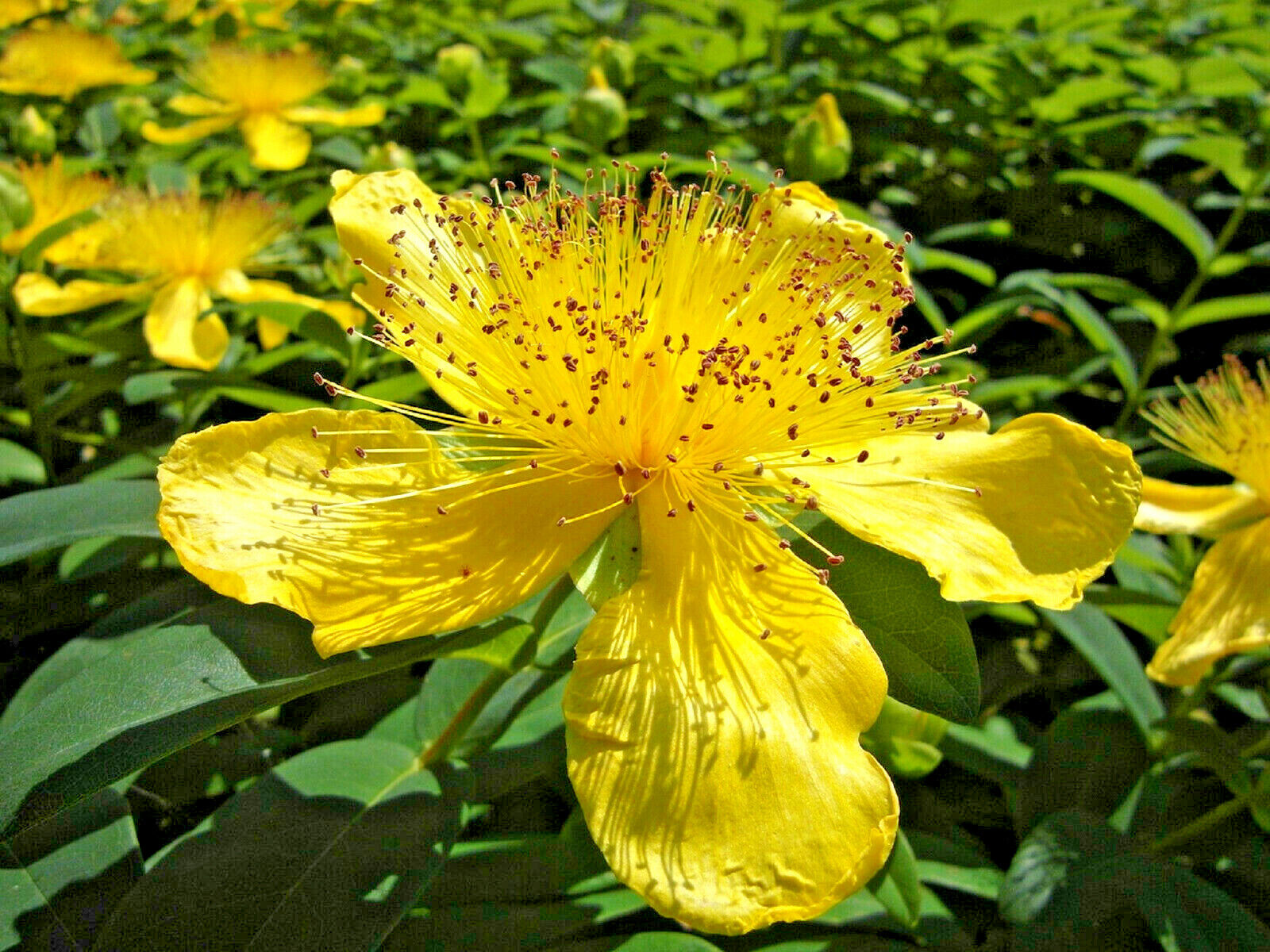 Close-up of gelb wort blume blooms