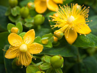 Wort blume samen for easy herbal anpflanzung
