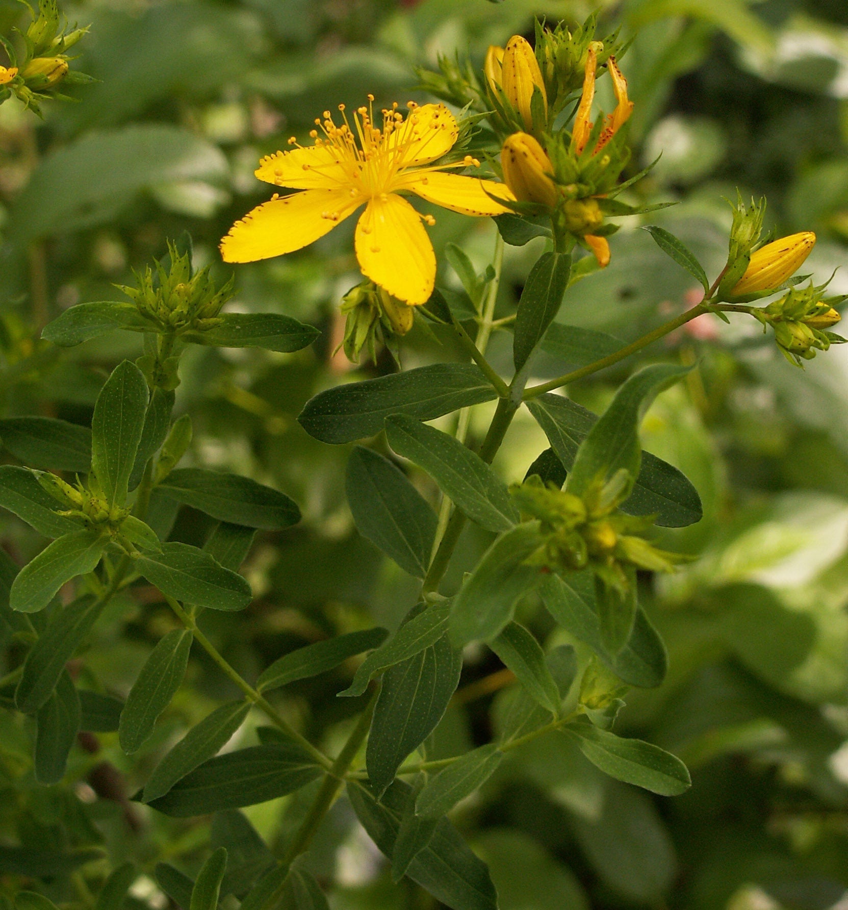 Wort blume pflanzen wachsend in sunny garten bed