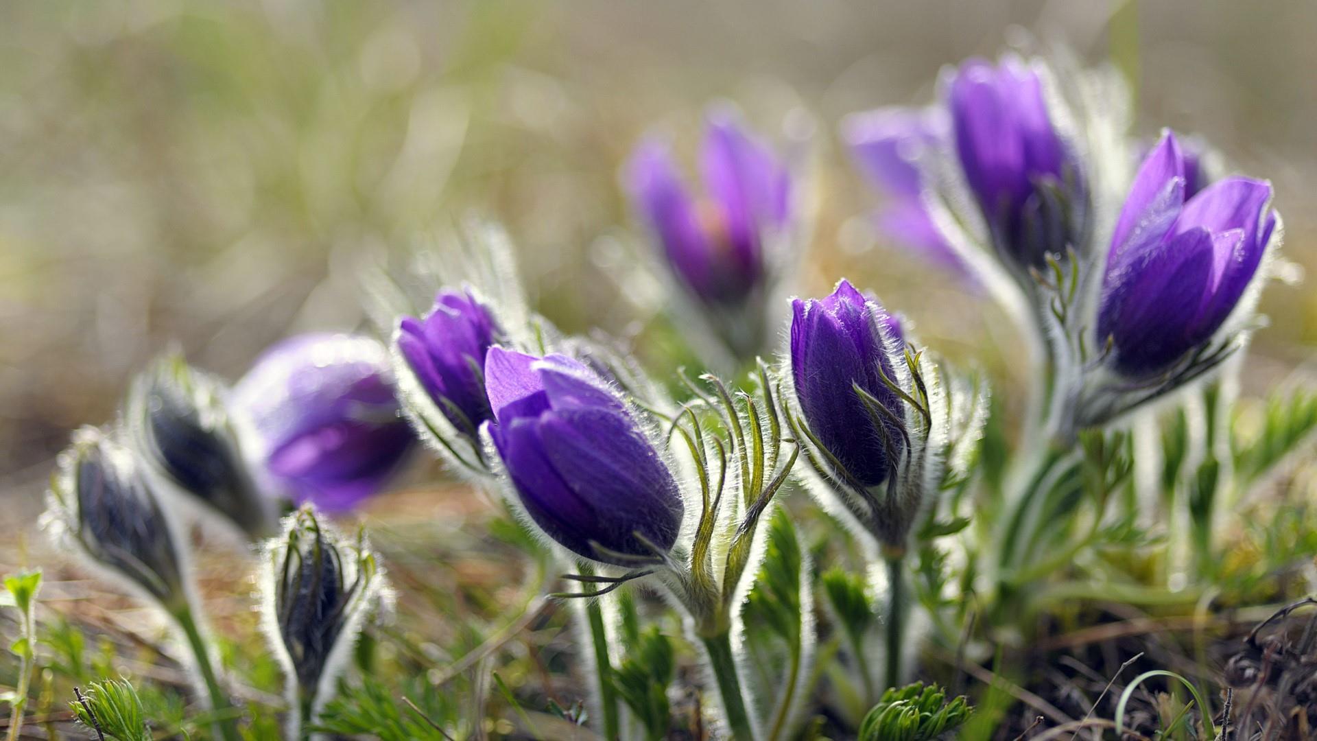 Lila Pasque Blumensamen zur Aussaat – saisonal Dauerblüher – Traditionssorte & ohne Gentechnik Samen Hausgarten