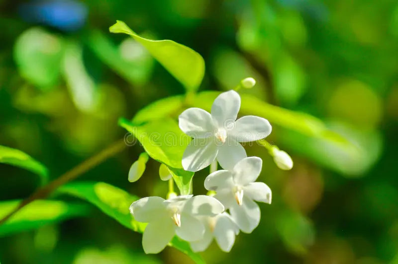 Weiß Mok Blumensamen zur Aussaat – robust Sorte – Traditionssorte & ohne Gentechnik Samen Hausgarten