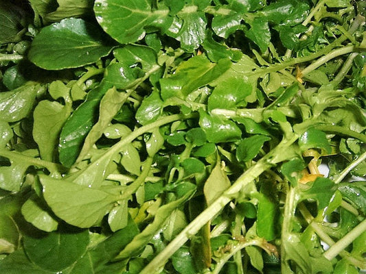 Packet of Wrinkled Crinkled Cress vegetable Samen