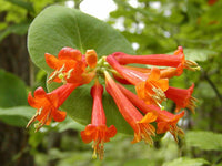 Lonicera Ciliosa Blumensamen zur Aussaat kompakt Wuchs Traditionssorte & ohne Gentechnik Samen Hausgarten