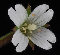 Epilobium Glandulosum Blumensamen zur Aussaat – Anzucht – Traditionssorte & ohne Gentechnik Samen Hausgarten