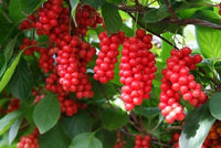 Wu-wei-zi Schisandra chinensis Samen Anbau on trellis with green foliage