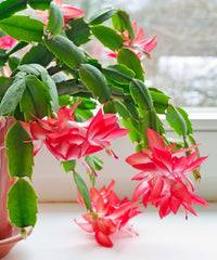 Rot Zygocactus Truncatus Blumensamen zur Aussaat – Landhaus Garten wichtig – Traditionssorte & ohne Gentechnik Samen Hausgarten