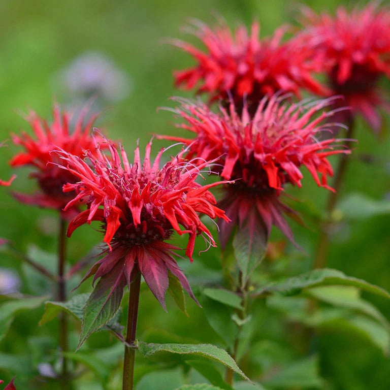 Monarda Blumensamen zur Aussaat Drought verträglich Traditionssorte & ohne Gentechnik Samen Hausgarten