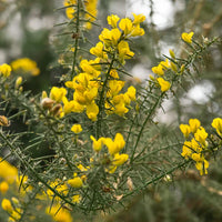 Gorse Ulex Europaeus Blumensamen zur Aussaat robust mehrjährige Samen leuchtend Gelb Blüten