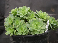 Sedum Blumensamen zur Aussaat duftend Blüten Traditionssorte & ohne Gentechnik Samen Hausgarten