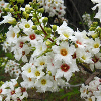 Xanthoceras sorbifolium blume samen for anpflanzung