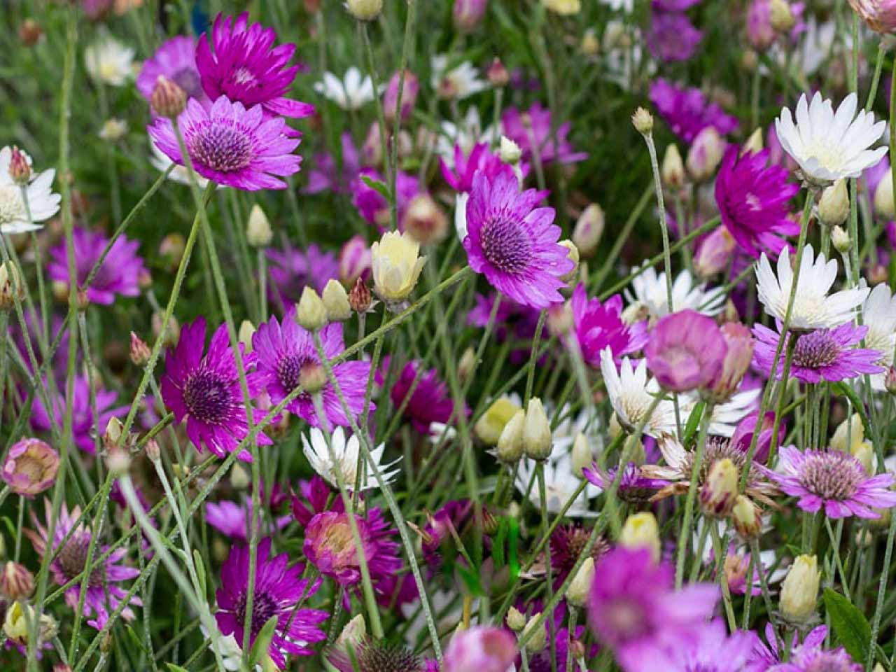 Gemischt Xeranthemum Blumensamen zur Aussaat – Drought verträglich – Traditionssorte & ohne Gentechnik Samen Hausgarten