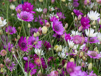 Gemischt Xeranthemum Blumensamen zur Aussaat – Drought verträglich – Traditionssorte & ohne Gentechnik Samen Hausgarten