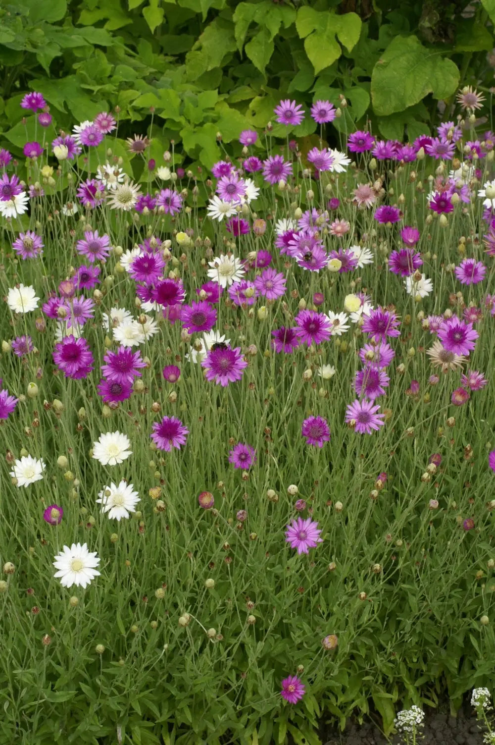 Gemischt Xeranthemum Annum Blumensamen zur Aussaat – farbenfroh Schau – Traditionssorte & ohne Gentechnik Samen Hausgarten