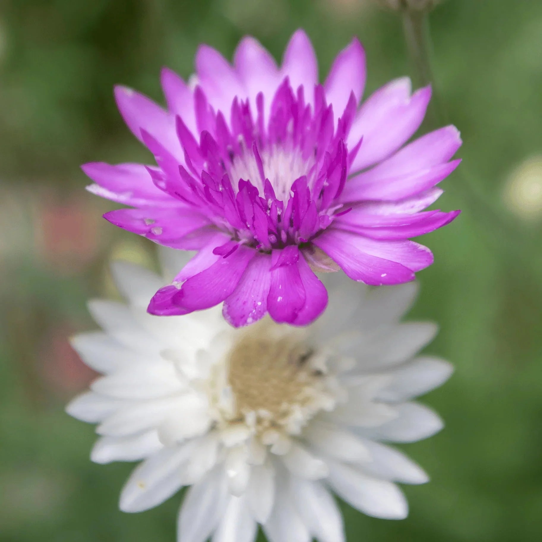 Vintage xeranthemum blooms used in floral arrangements
