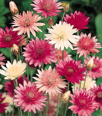 Xeranthemum Annuum Blumensamen zur Aussaat – Wildblume Mischung – Traditionssorte & ohne Gentechnik Samen Hausgarten
