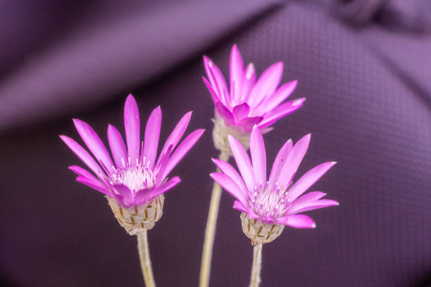 Xeranthemum blumen wachsend in sunny garten