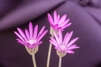 Xeranthemum blumen wachsend in sunny garten